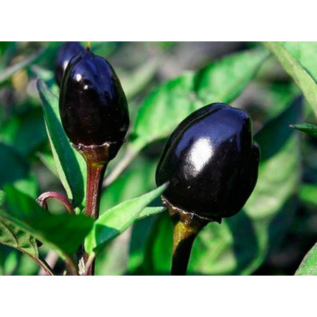 Pimiento 'Black olive' - Sobre 20 semillas