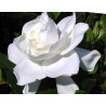 Gardenia jasminoides