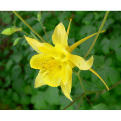 Aquilegia amarilla - 25 semillas