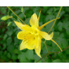 Aquilegia amarilla - 25 semillas