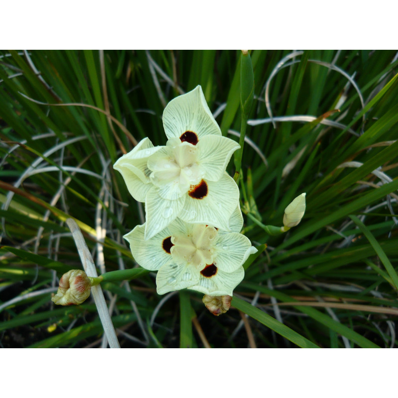 Dietes bicolor - 20 semillas