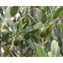 Jojoba - 1 planta