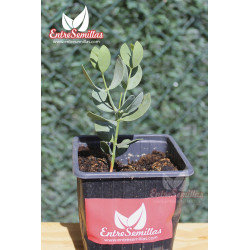 Jojoba - 1 planta