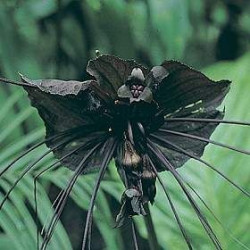 Tacca chantrieri / Flor murciélago