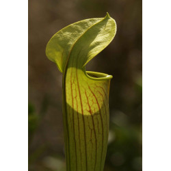 Sarracenia flava - 15 semillas