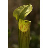 Sarracenia flava - 15 semillas