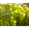 Sarracenia flava - 15 semillas