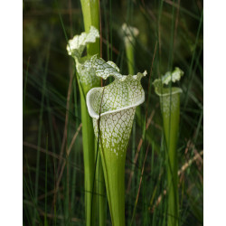 Sarracenia leucophylla - 15...