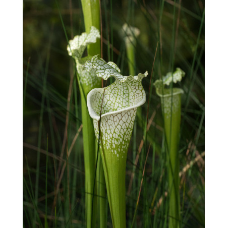 Sarracenia leucophylla - 15 semillas