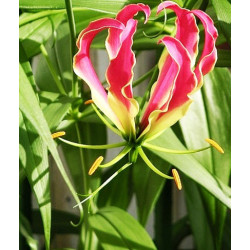 Gloriosa Rothschildiana