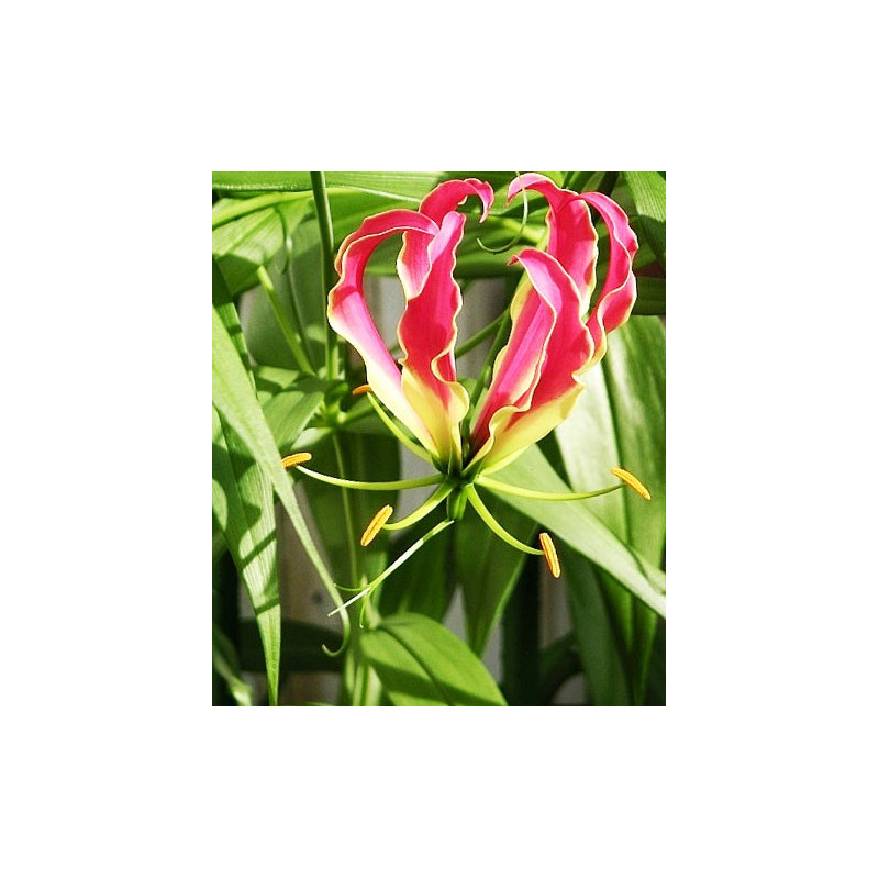 Gloriosa Rothschildiana