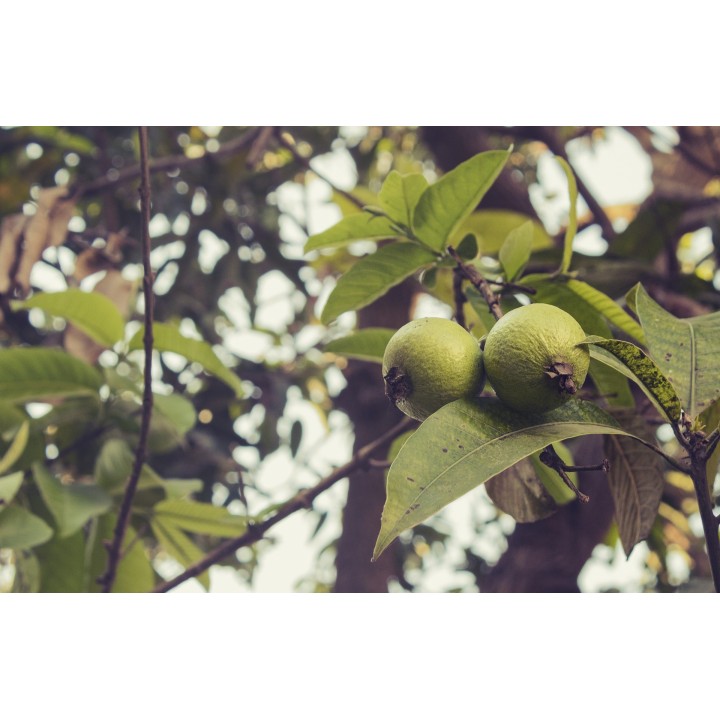 Semillas de Guayaba (Psidium guajava) perulera fruto comestible rosa