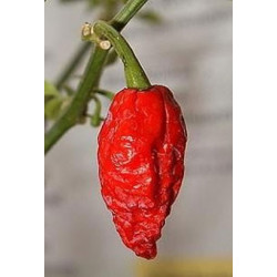 Pimiento Bhut Jolokia / Naga Jolokia