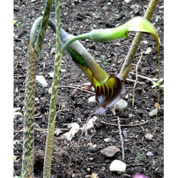 Arisaema consanguineum - 2 Bulbos