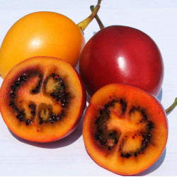 Tamarillo semillas