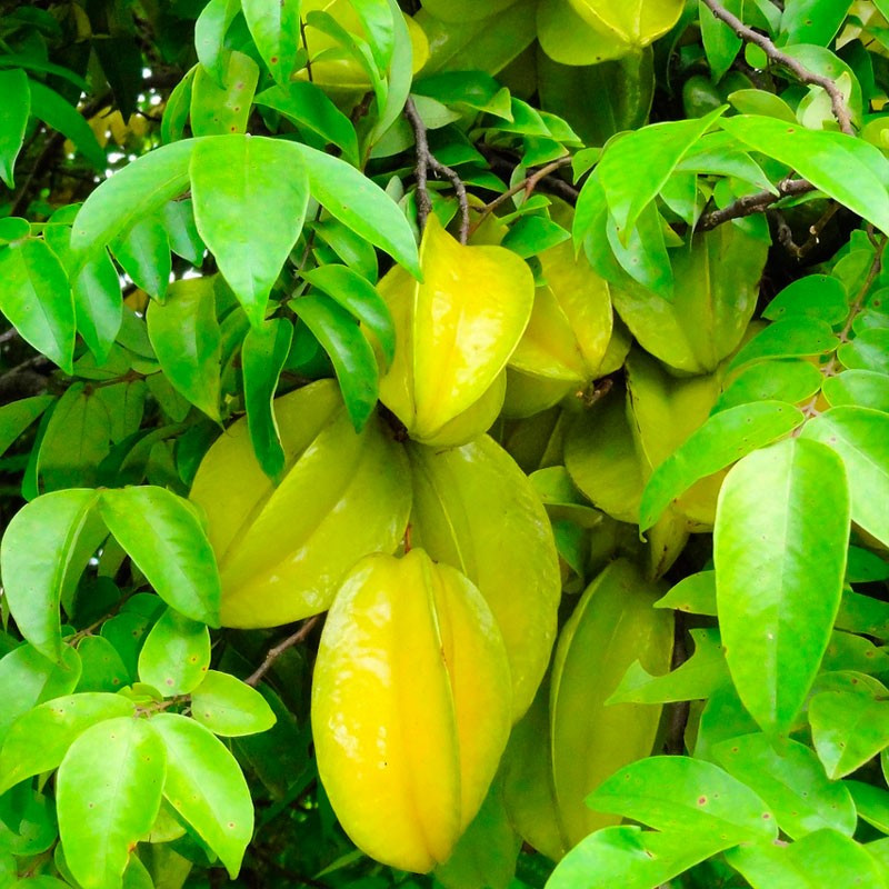 Carambola - planta