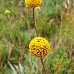 Craspedia globosa planta