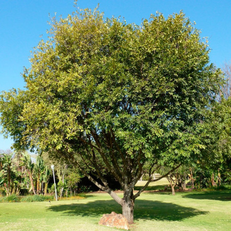 Ébano africano - planta