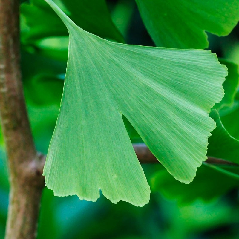 Ginkgo biloba planta