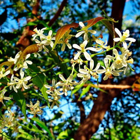 Árbol del Neem - 1 planta