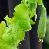 Luffa planta