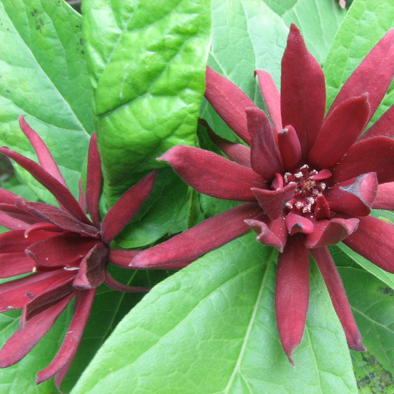 Calicanto de Florida - planta con flor