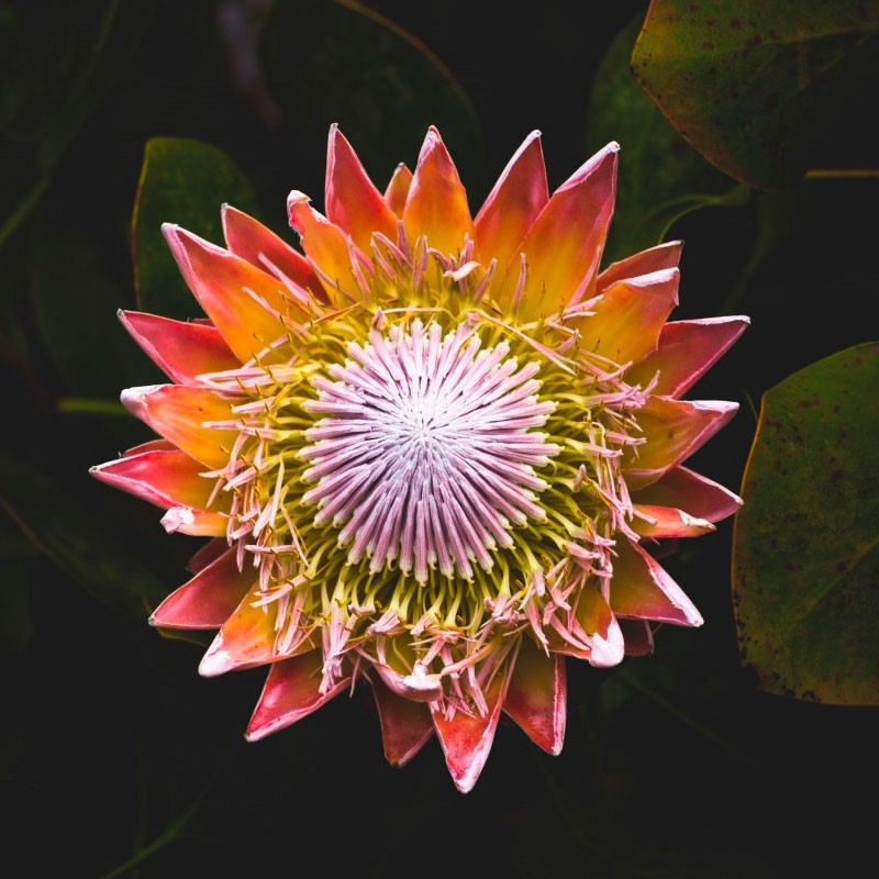 Protea cynaroides planta