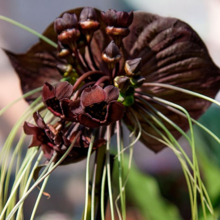 Tacca chantrieri / Flor murciélago