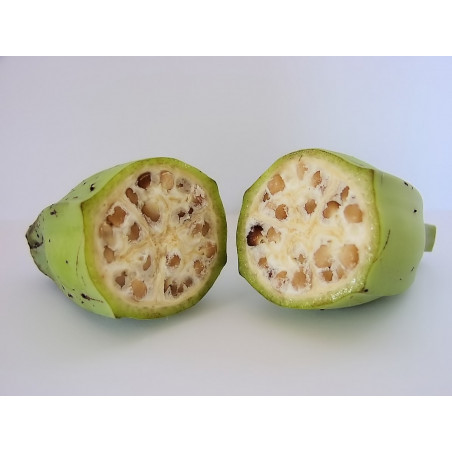 [RESERVA] Plátano silvestre comestible - 10 semillas