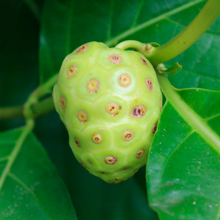 Noni