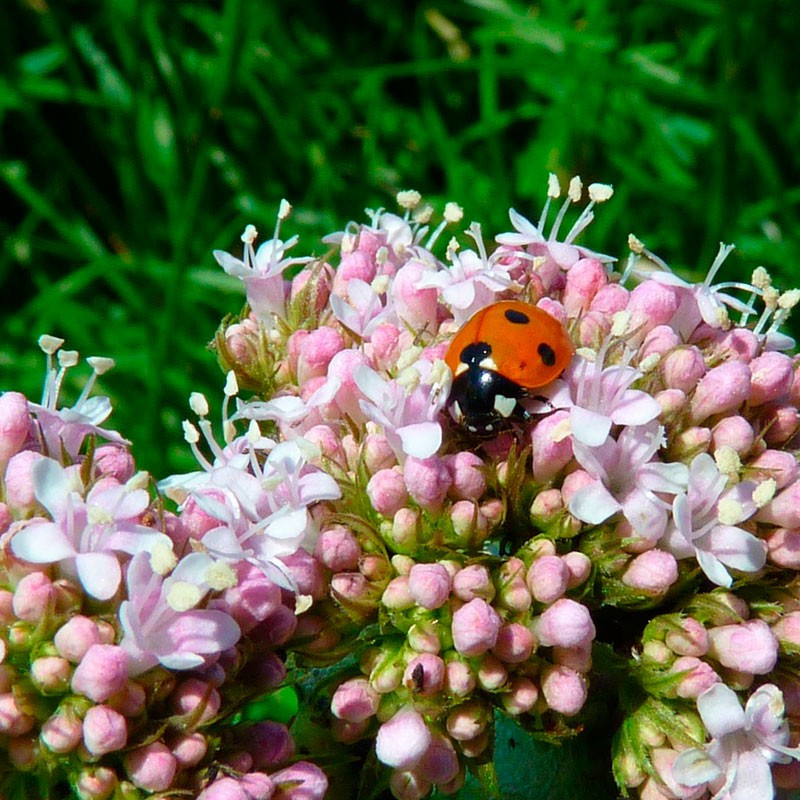 Valeriana comprar planta