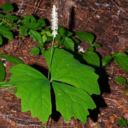 Achlys triphylla "Hojas de Vainilla" - Sobre 10 semillas