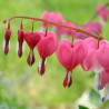 Flor del corazon semillas dicentra