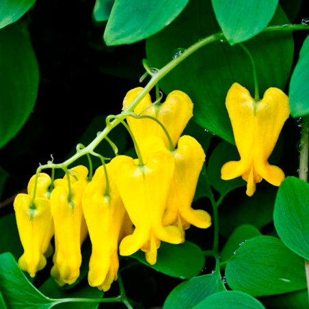 dactylicapnos dicentra amarilla