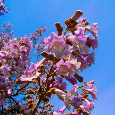 Paulownia tomentosa semillas