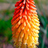 Kniphofia uvaria Grandiflora - Bulbo