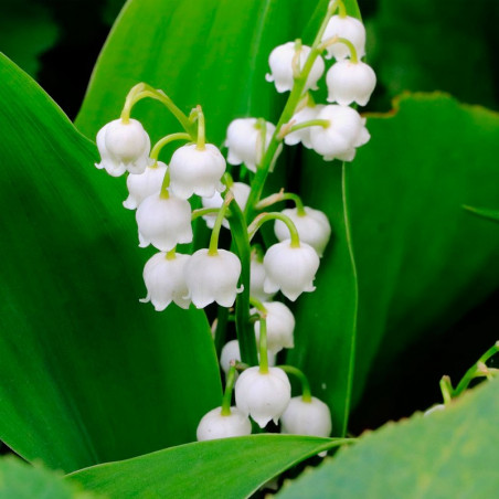 Convallaria majalis bulbos