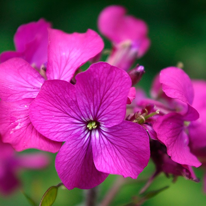 Lunaria planta