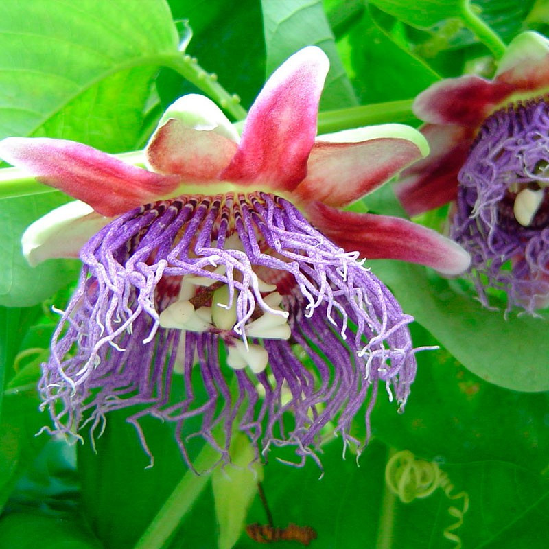 Passiflora quadrangularis