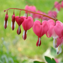 dicentra spectabilis planta