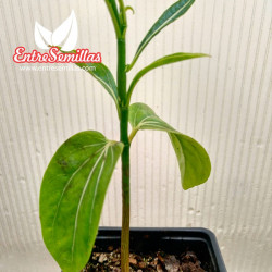 Baobab de Madagascar comprar planta