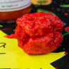 Pimiento Carolina Reaper semillas