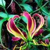 Gloriosa carsonii