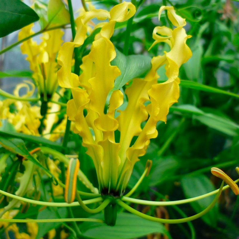 Gloriosa lutea