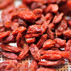 Goji planta