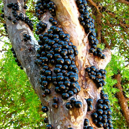 Jaboticaba planta comprar