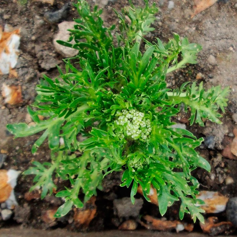 Maca negra planta