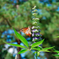 comprar planta vitex agnus castus