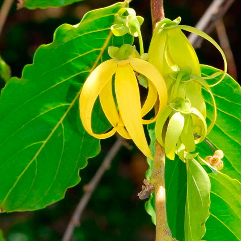 Ylang-ylang comprar planta