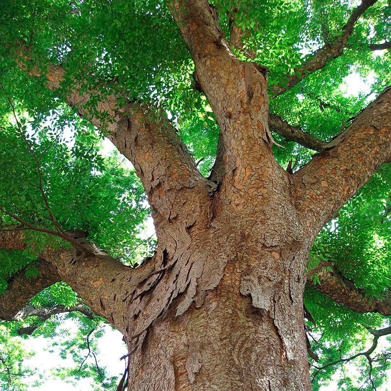 Zelkova serrata comprar planta